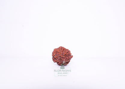 Nepal G Rudraksha - 01