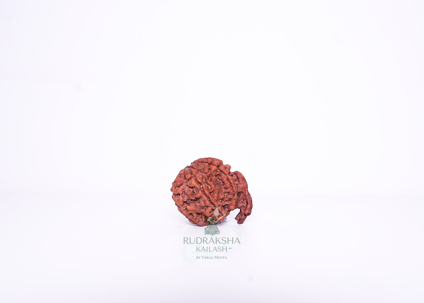 Nepal G Rudraksha - 01