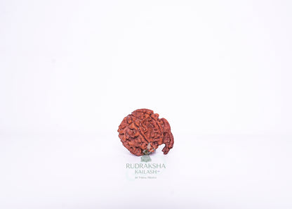 Nepal G Rudraksha - 01
