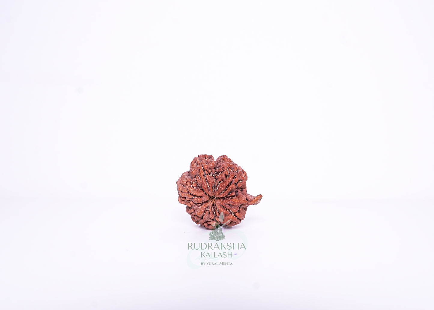 Nepal G Rudraksha - 02