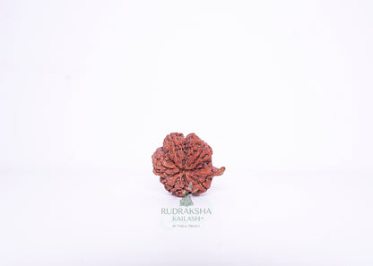 Nepal G Rudraksha - 02