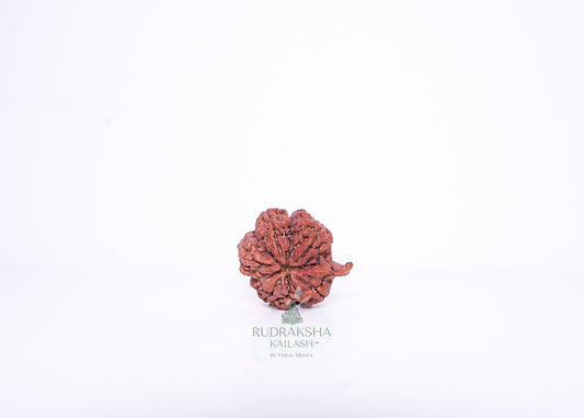 Nepal Ganesh Rudraksha - 02