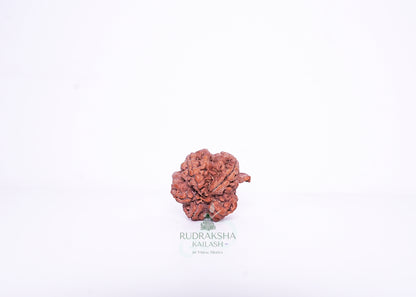 Nepal G Rudraksha - 02