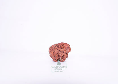 Nepal G Rudraksha - 02