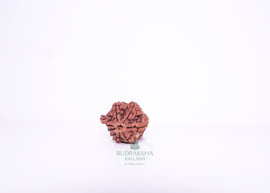 Nepal Ganesh Rudraksha - 03
