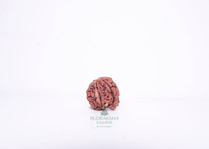 Nepal G Rudraksha - 03