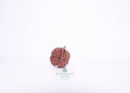Nepal G Rudraksha - 04