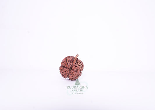 Nepal Ganesh Rudraksha - 04