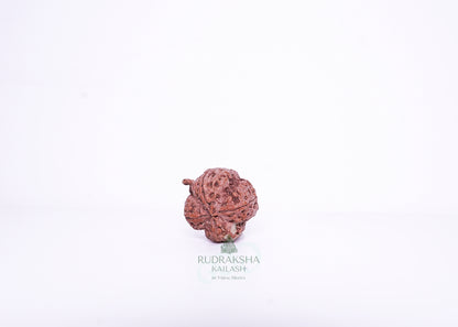 Nepal G Rudraksha - 04