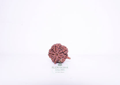 Nepal G Rudraksha - 05