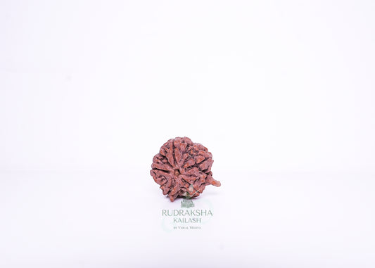 Nepal Ganesh Rudraksha - 05