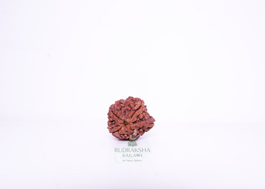 Nepal Ganesh Rudraksha - 06