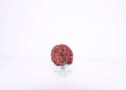 Nepal G Rudraksha - 06