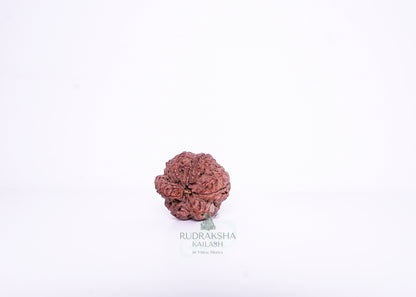 Nepal G Rudraksha - 07