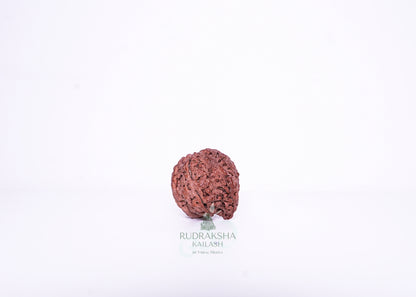 Nepal G Rudraksha - 07