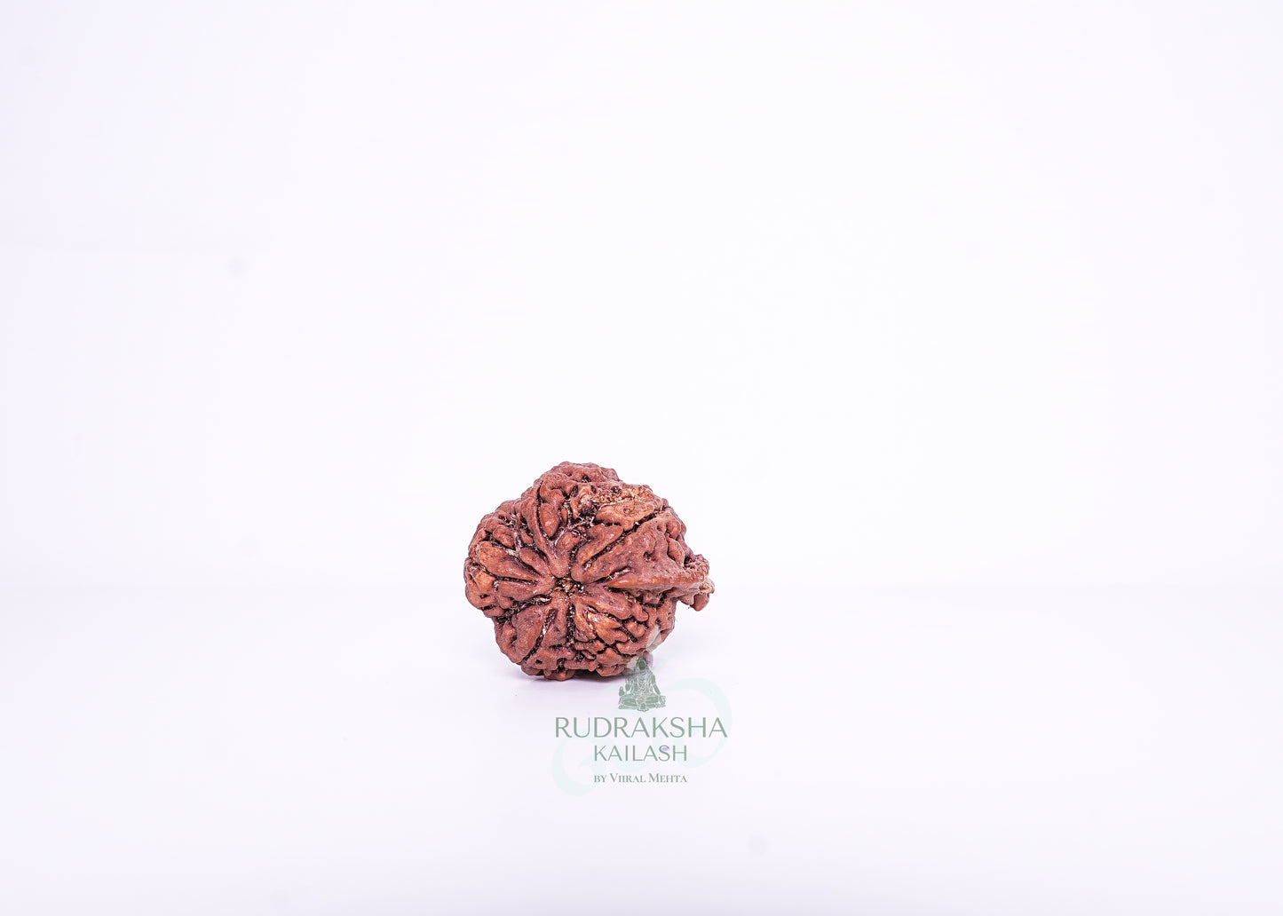 Nepal G Rudraksha - 08