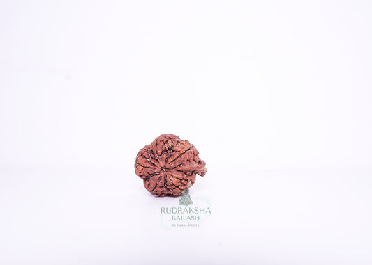Nepal Ganesh Rudraksha - 08