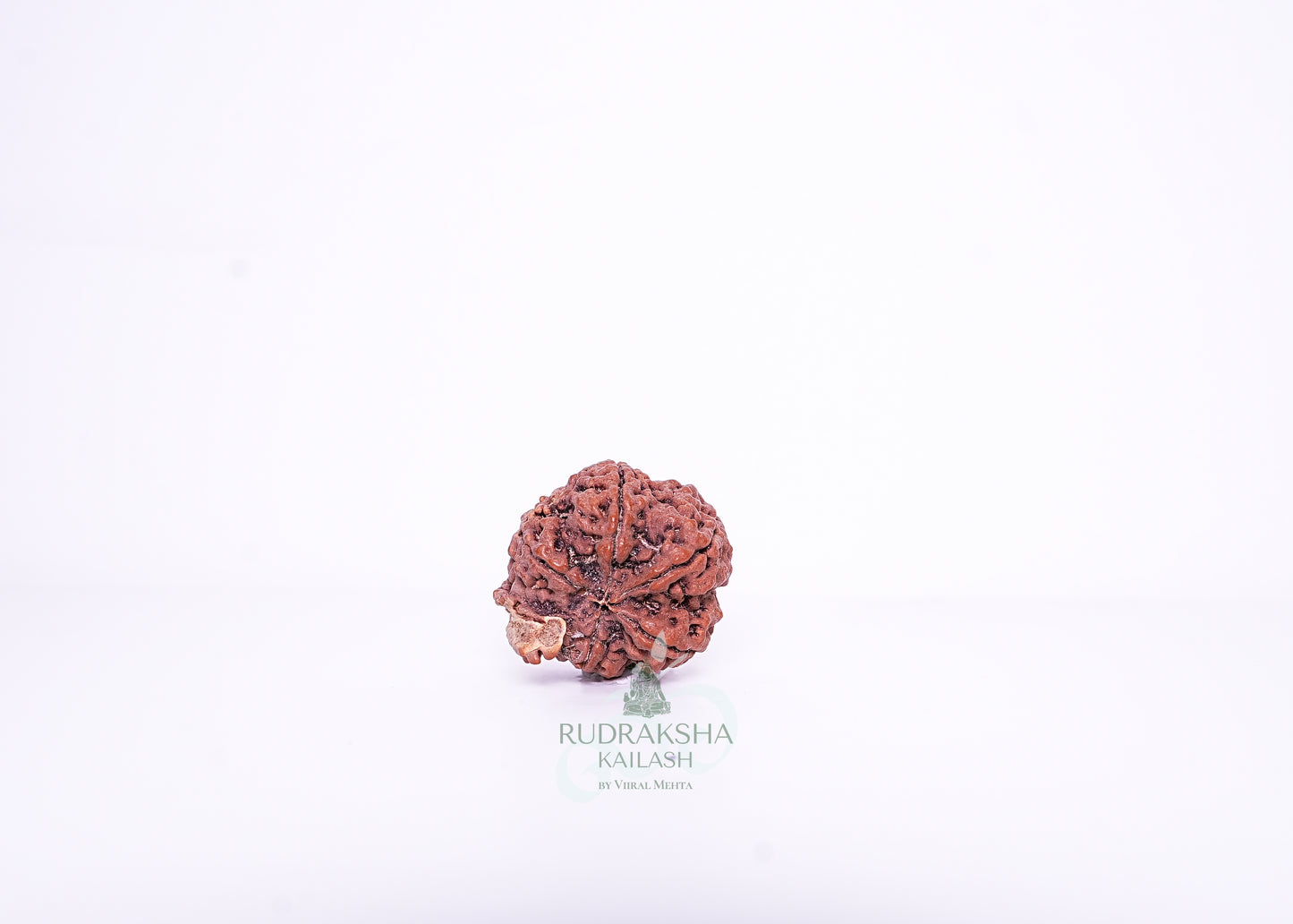 Nepal G Rudraksha - 08