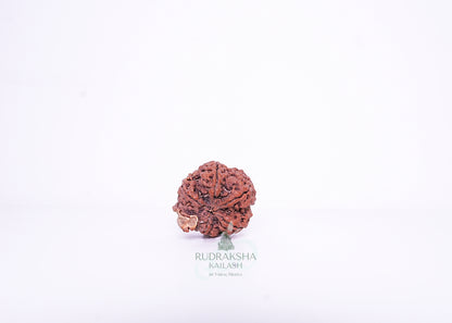 Nepal G Rudraksha - 08