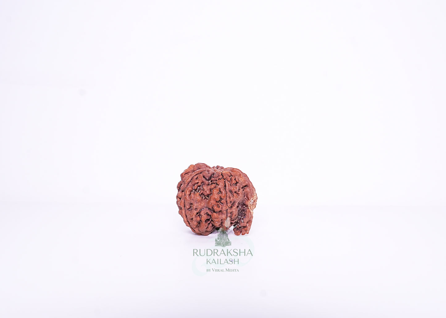 Nepal G Rudraksha - 08
