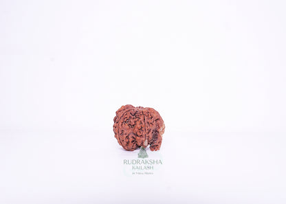 Nepal G Rudraksha - 08