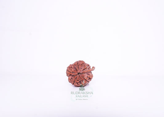 Nepal Ganesh Rudraksha - 09