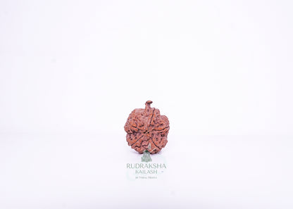 Nepal G Rudraksha - 09