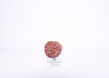 Nepal G Rudraksha - 09