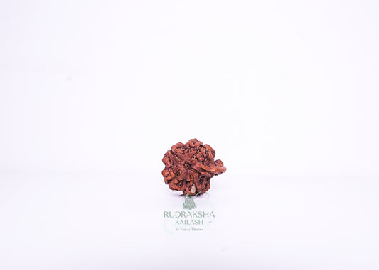 Nepal Ganesh Rudraksha - 10