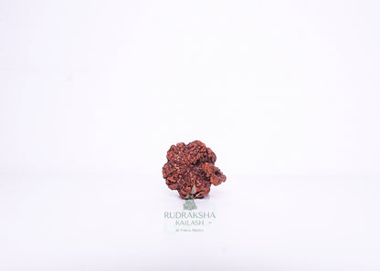Nepal G Rudraksha - 10