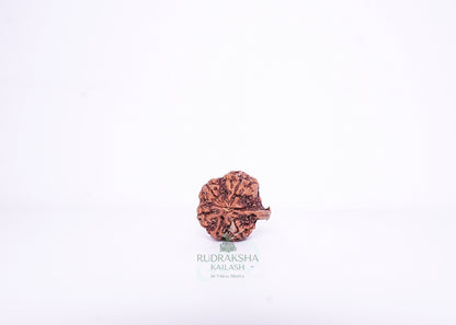 Nepal G Rudraksha - 11