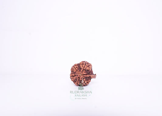 Nepal Ganesh Rudraksha - 11