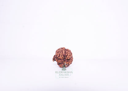 Nepal G Rudraksha - 11