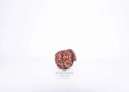 Nepal G Rudraksha - 11