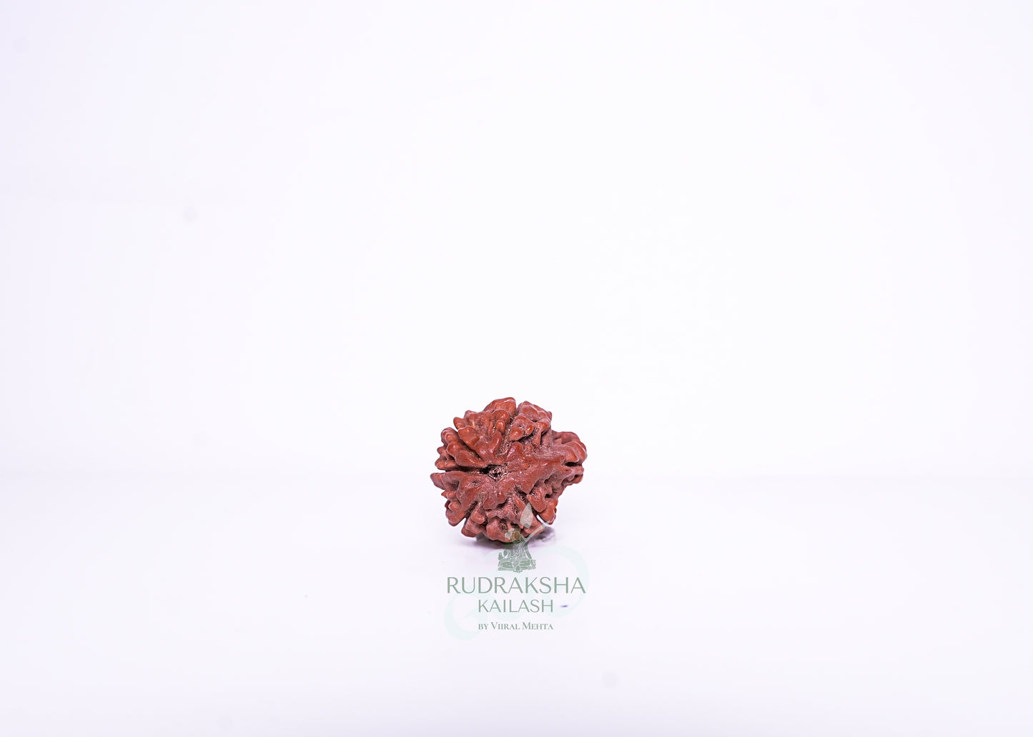 Nepal G Rudraksha - 12