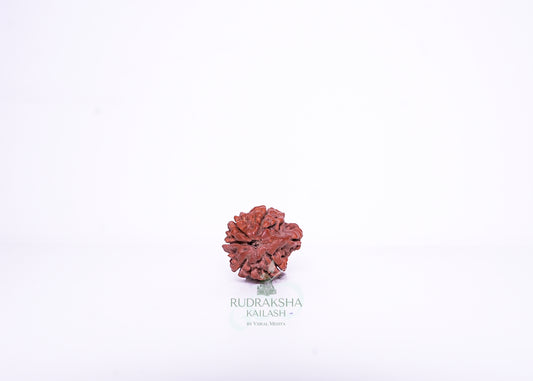 Nepal Ganesh Rudraksha - 12