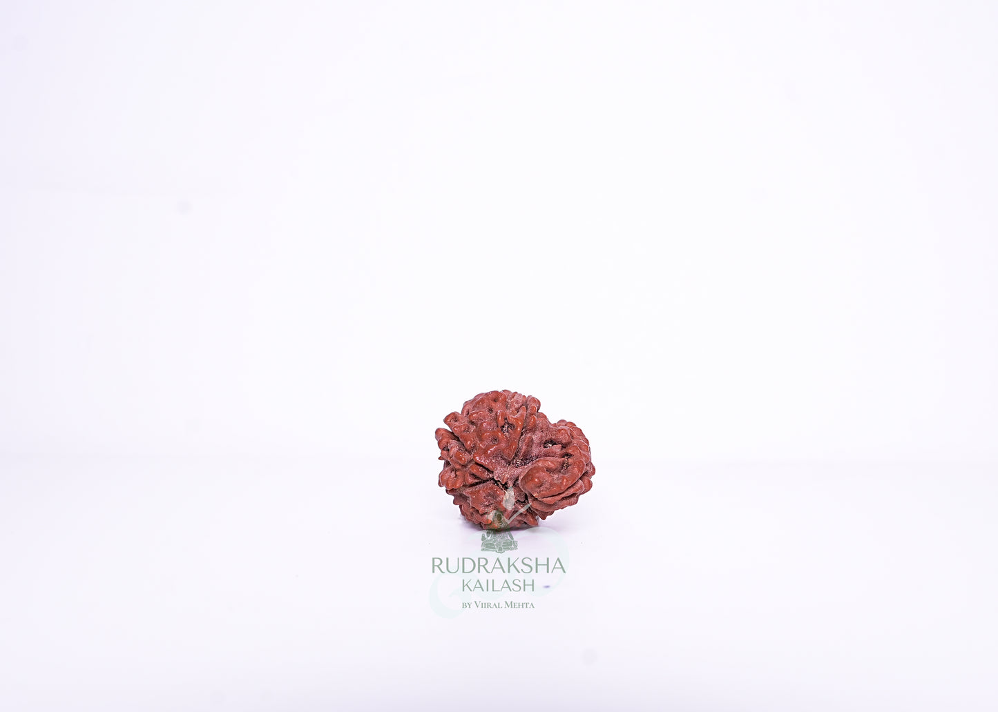 Nepal G Rudraksha - 12