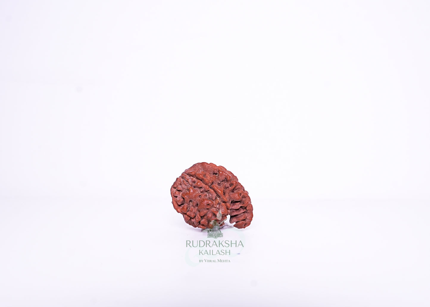 Nepal G Rudraksha - 12