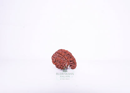 Nepal G Rudraksha - 12