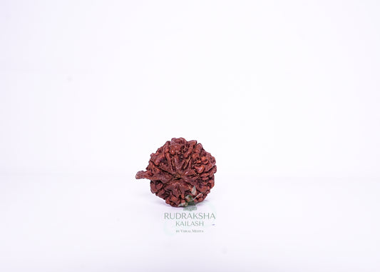 Nepal Ganesh Rudraksha - 13