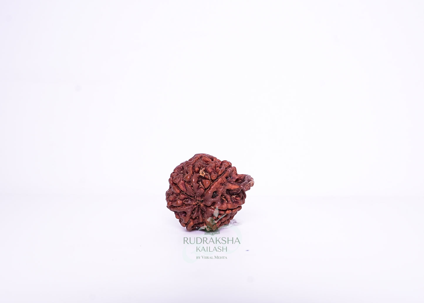 Nepal G Rudraksha - 13
