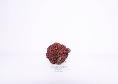 Nepal G Rudraksha - 13