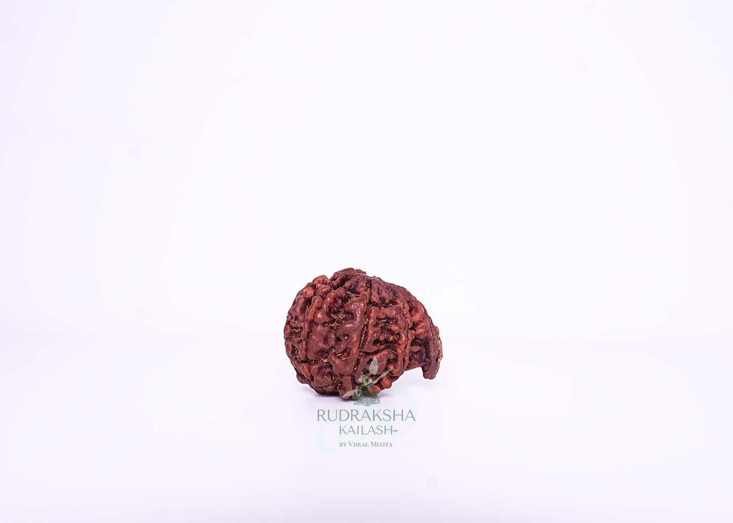 Nepal G Rudraksha - 13