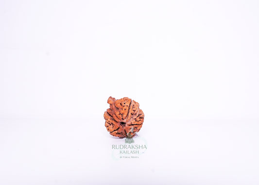 Nepal Ganesh Rudraksha - 14