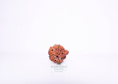 Nepal G Rudraksha - 14
