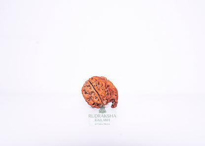 Nepal G Rudraksha - 14