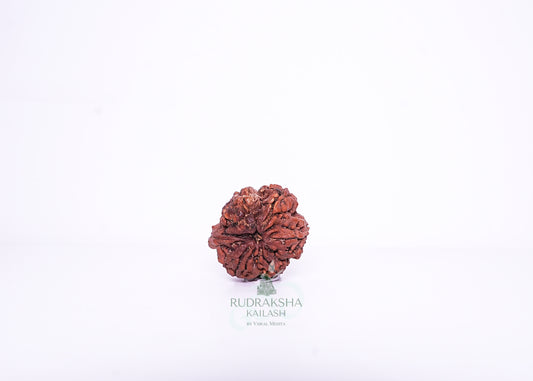 Nepal Ganesh Rudraksha - 15