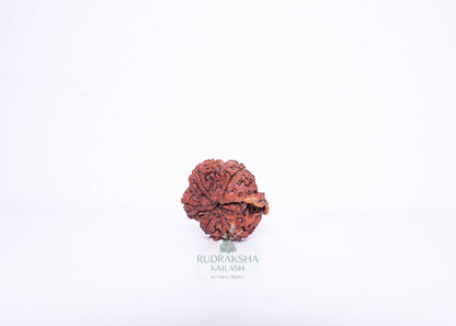 Nepal G Rudraksha - 15