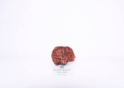 Nepal G Rudraksha - 15