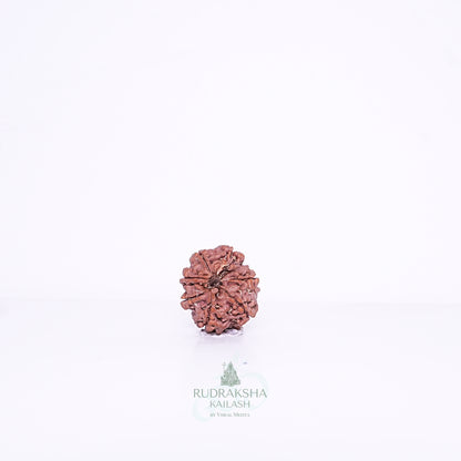 7 Mukhi Nepali Rudraksha - 0701